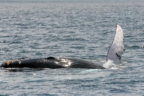 Whale Watching Tour